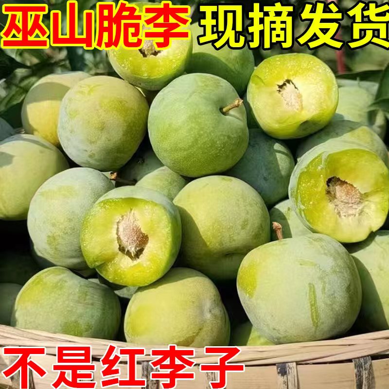 【青脆李】正宗李子巫山青脆脆甜李新鲜水果当季爆汁脆李子