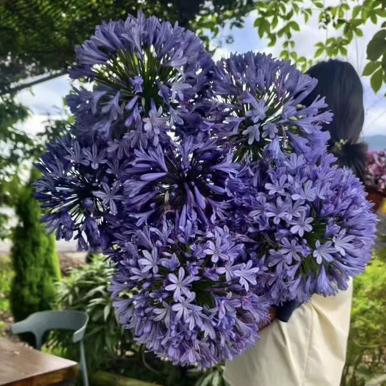 小老虎花卉蓝精灵百子莲盆栽原盆原土发货