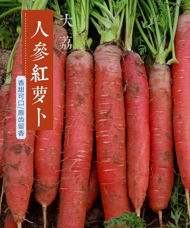 （25年新果）正宗陕西沙地脆嫩甜水果萝卜新鲜现挖非胡萝卜2-9斤