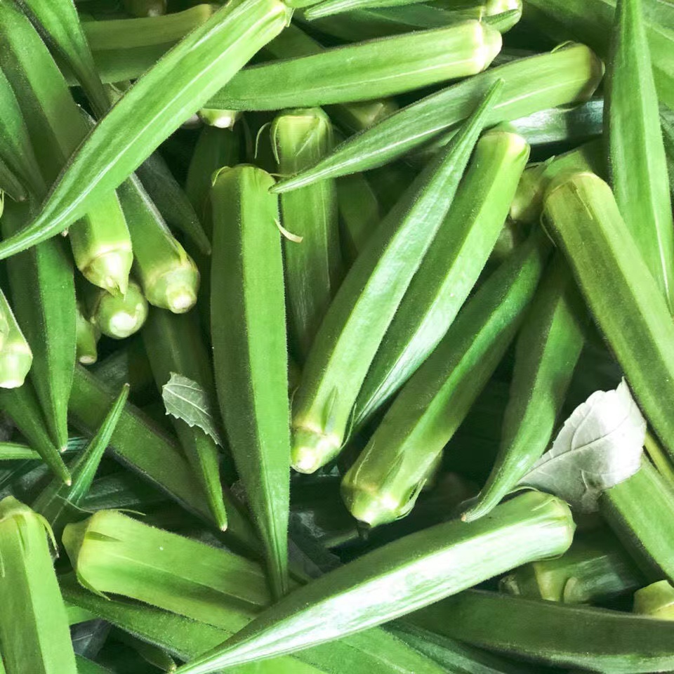 【秋葵种子】耐热蔬菜种籽阳台庭院高产蔬菜水果农家四季种植菜籽