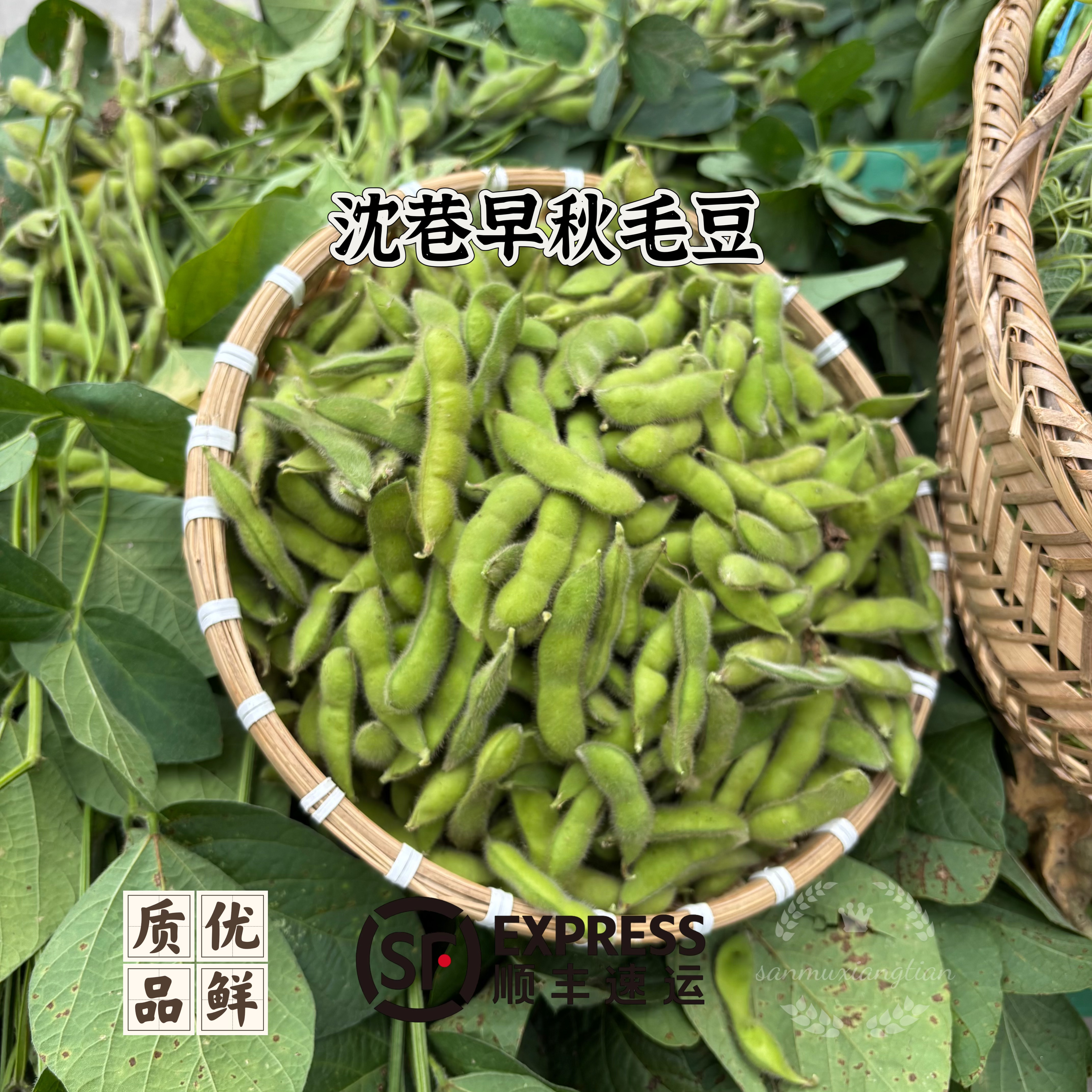 安徽芜湖江北毛豆新鲜带壳应季蔬菜沈巷毛豆糯感豆米现摘1-5.5斤*顺丰包邮毛豆同城送毛豆