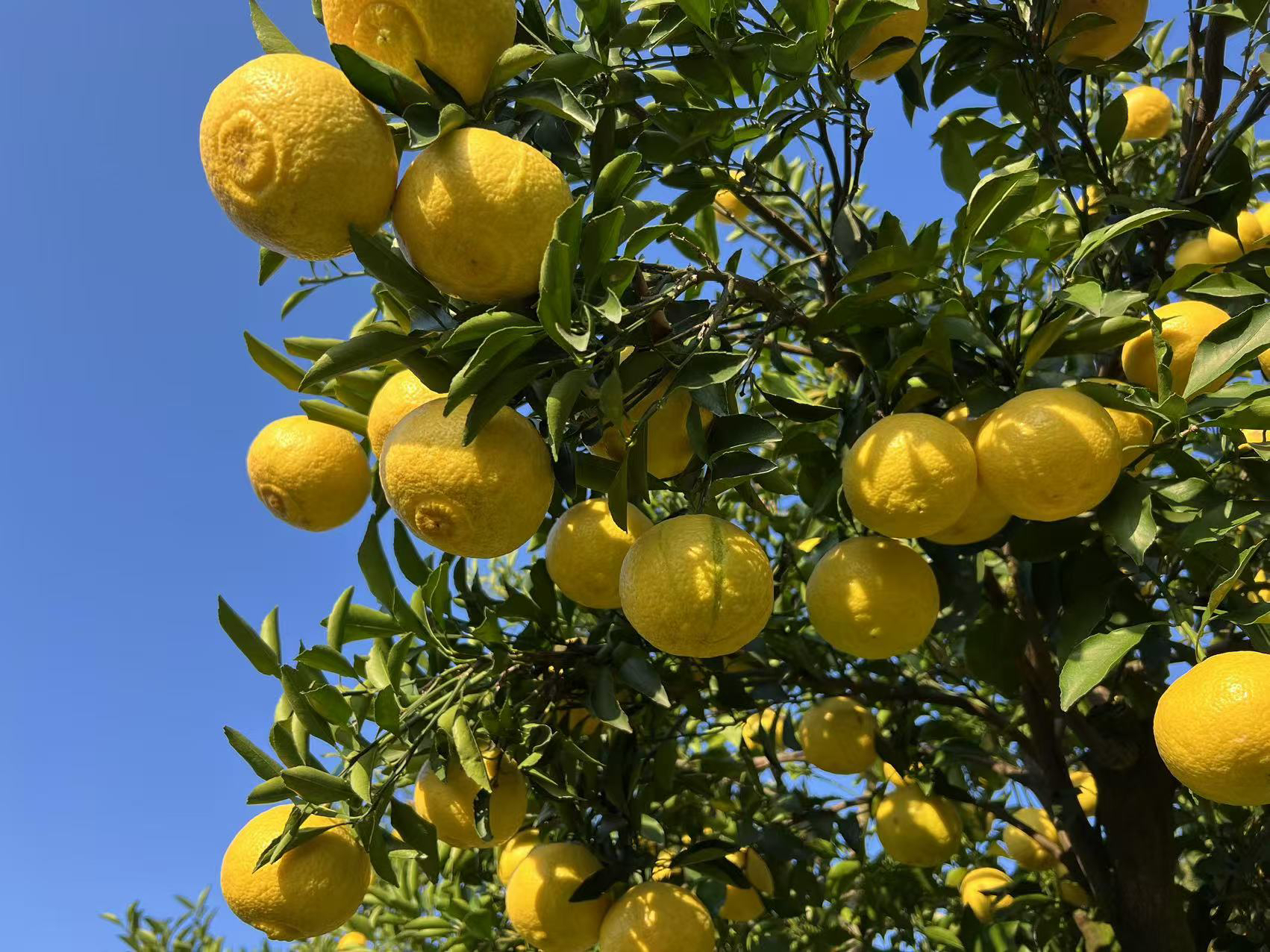 黄金贡柚产地直发