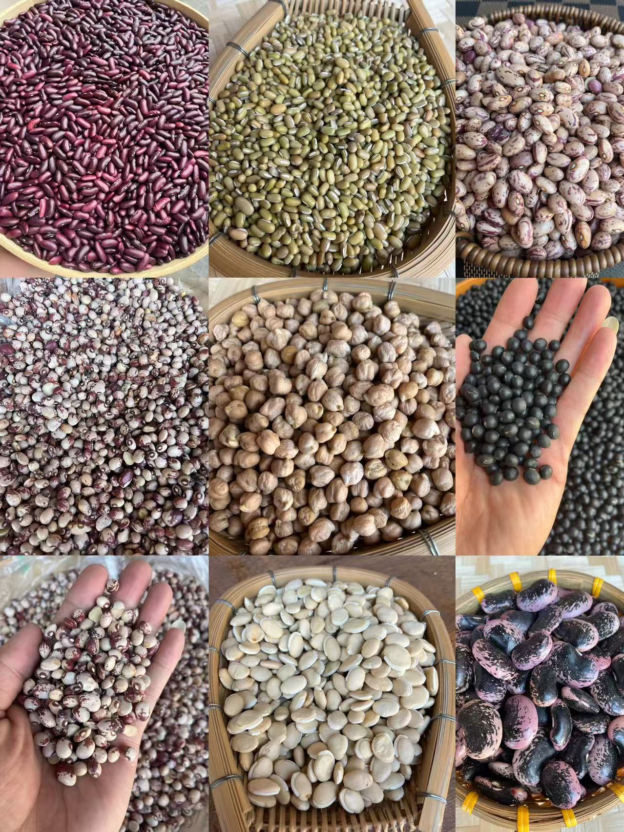 豆类JLFL01重量5克 可搭配绿豆