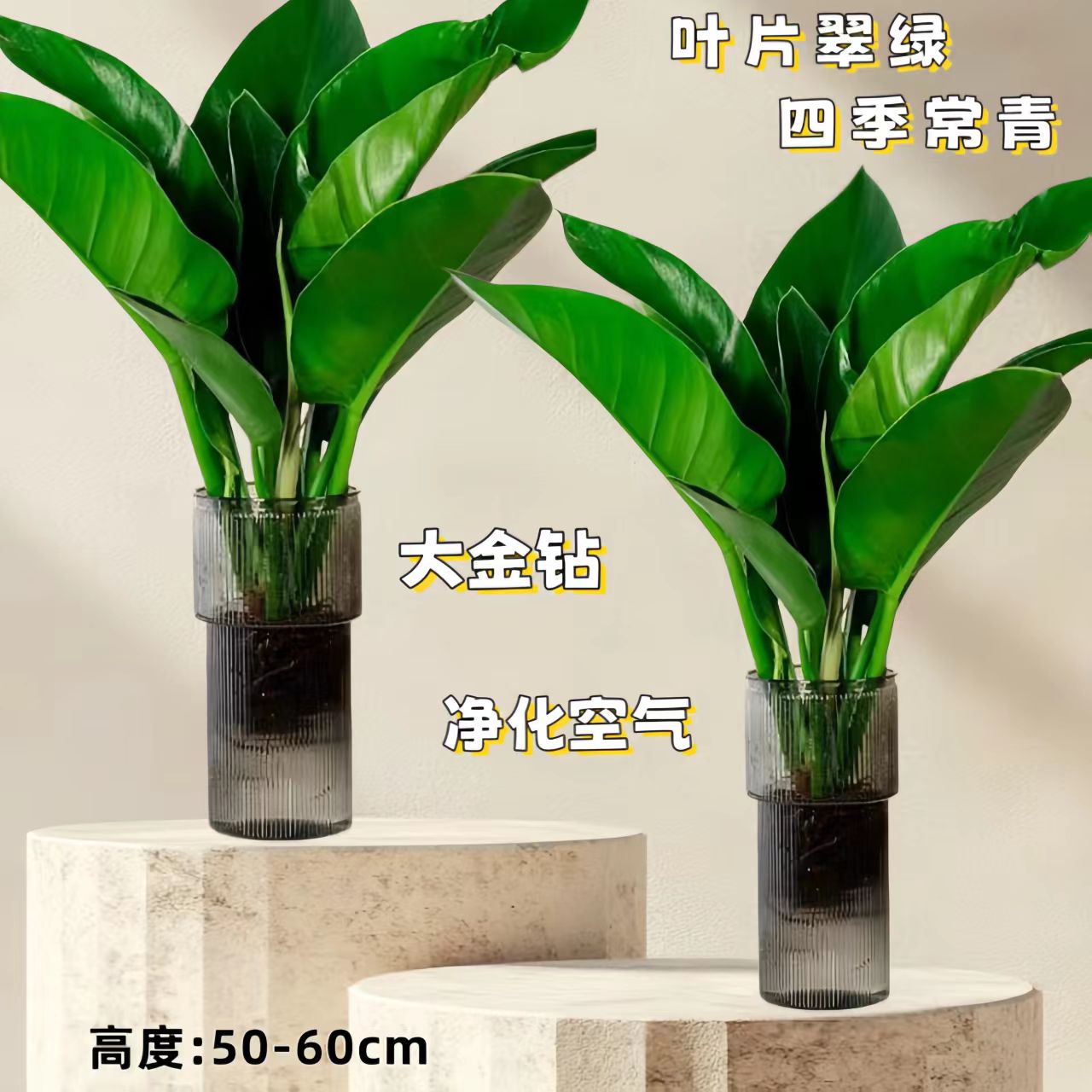 【拍1发2】大王金钻绿公主50-60cm高夏季好养护易活室内桌面不带盆