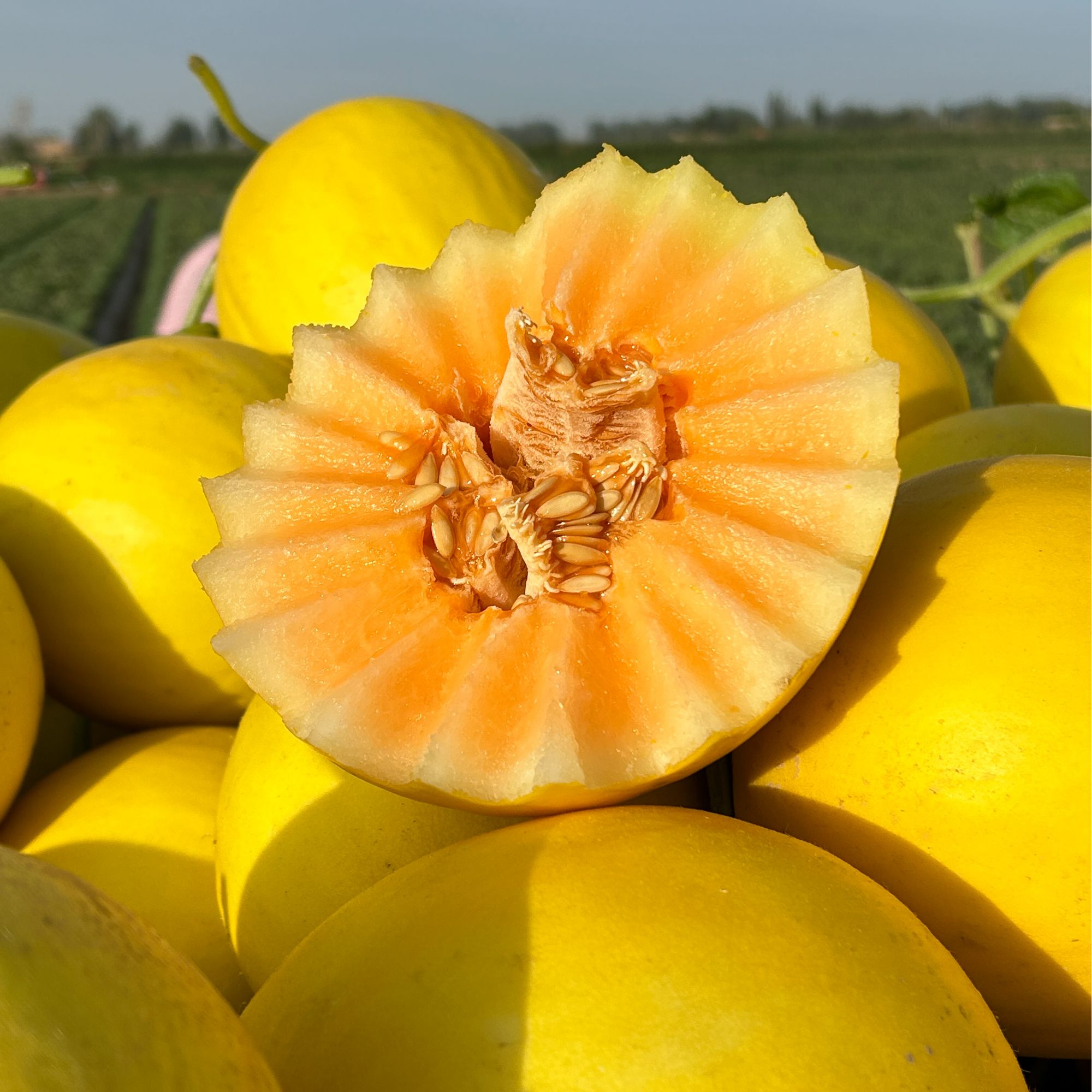 【怀远助农】京东发货 现摘现发甘肃民勤沙漠蜜瓜 蜜甜多汁黄河甜瓜