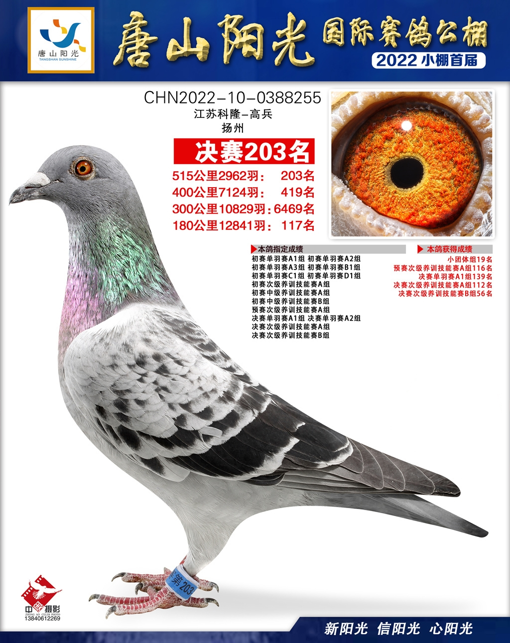 扣1专拍信鸽公棚寄养棚参赛鸽