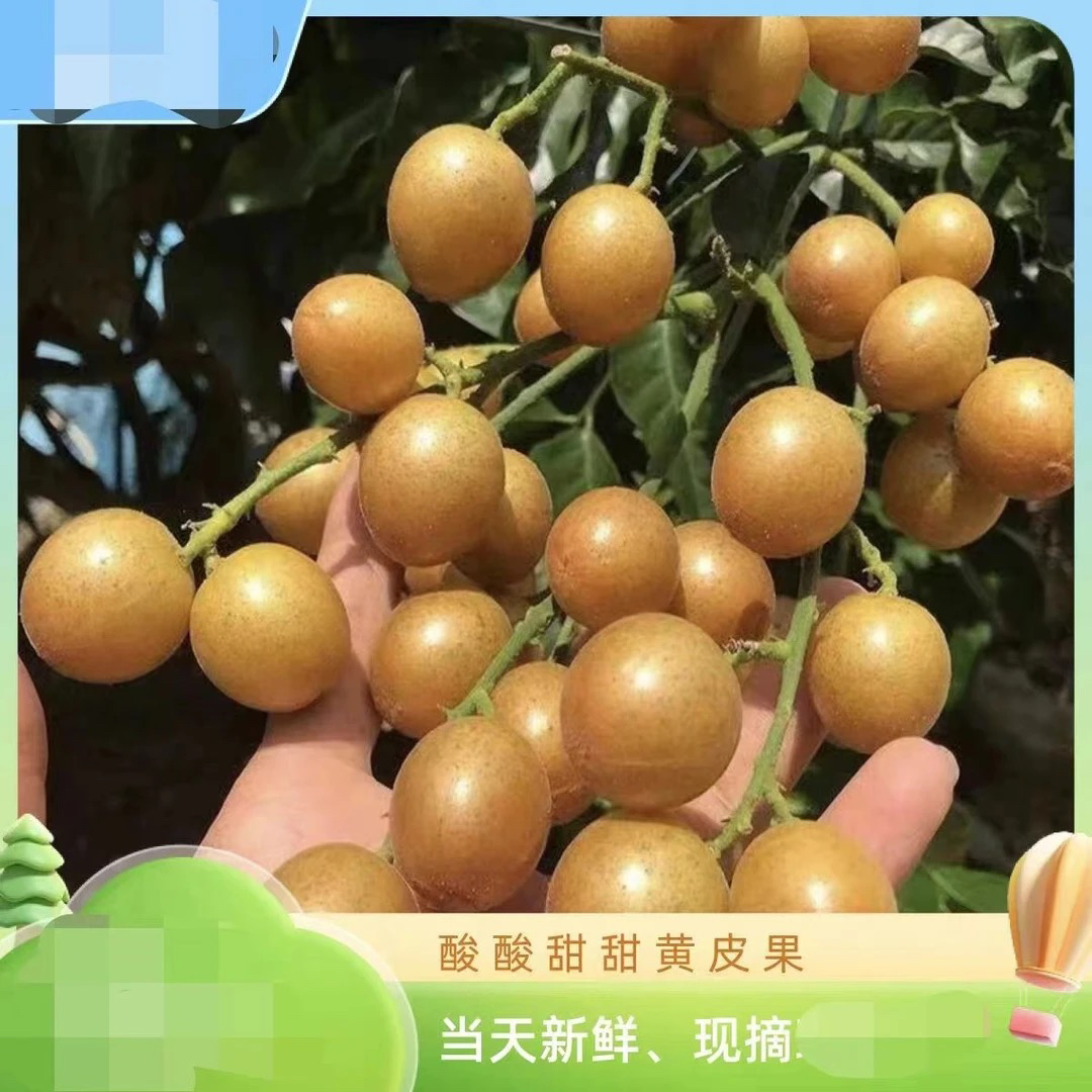 【顺丰包邮】广西特产黄皮果多汁新鲜采摘孕妇小孩