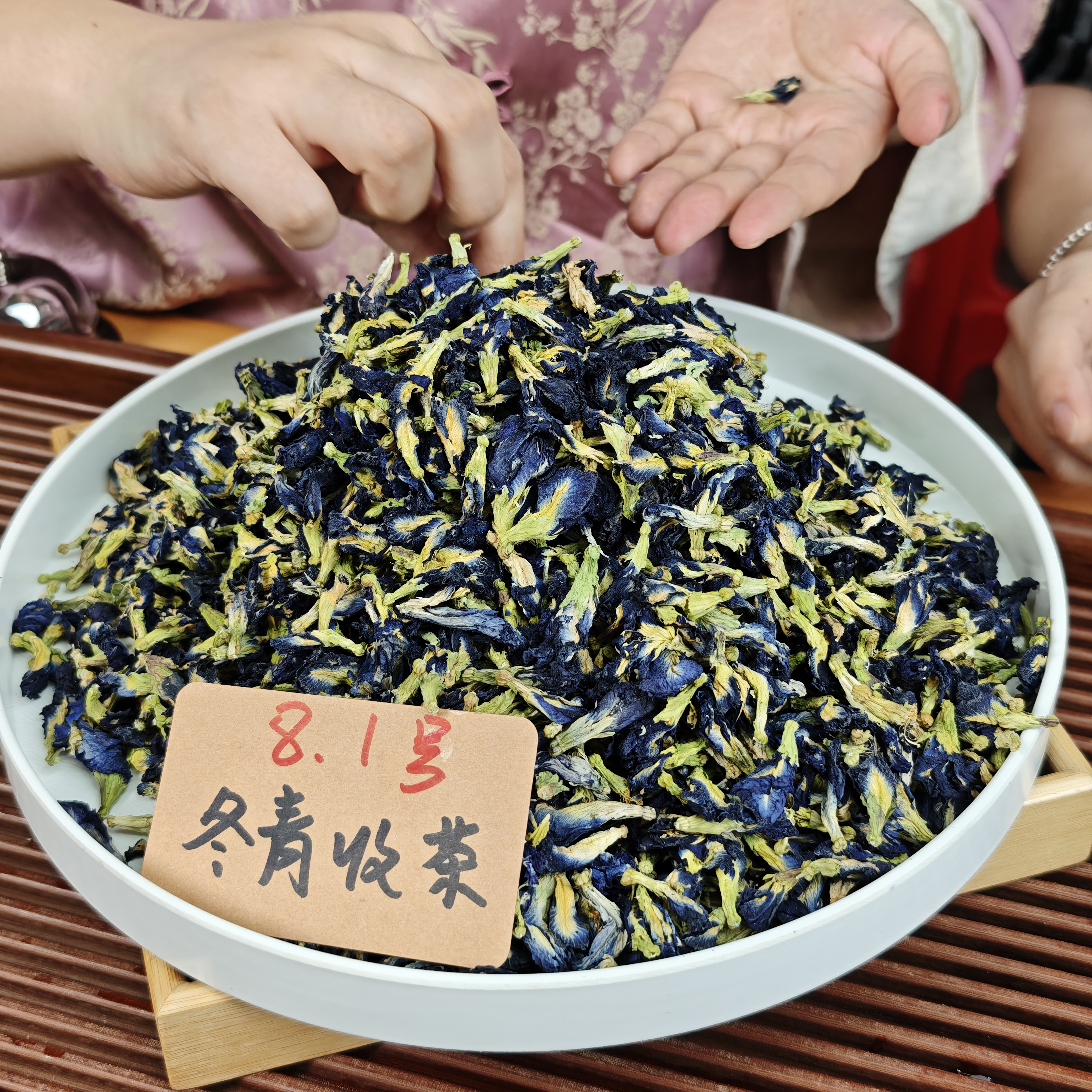 云南西双版纳  南古蝶 冬青收茶