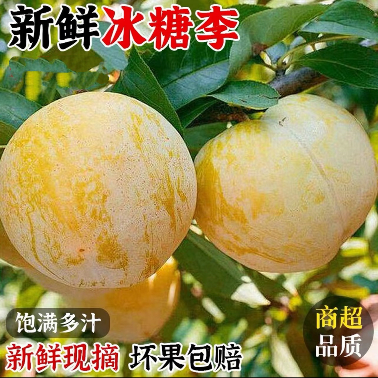 【猪猪康】四川汉源高山冰糖李桃花李应季酸甜多汁孕妇小孩现摘现发