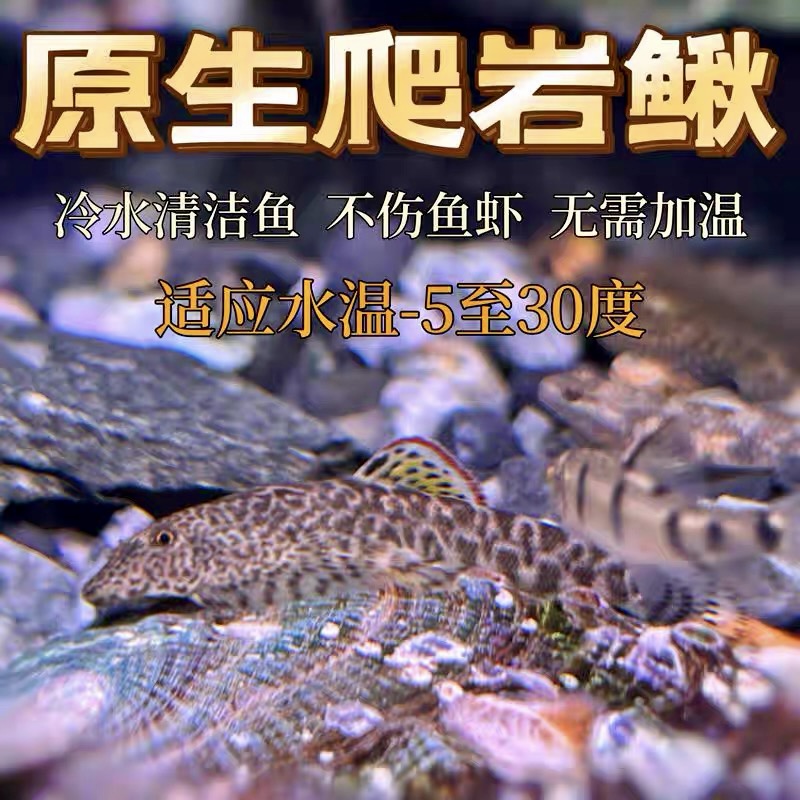 原生中国吸鳅鱼双吸盘清洁工吸鳅工具鱼冷水鱼原生鱼吃残渣擦玻璃