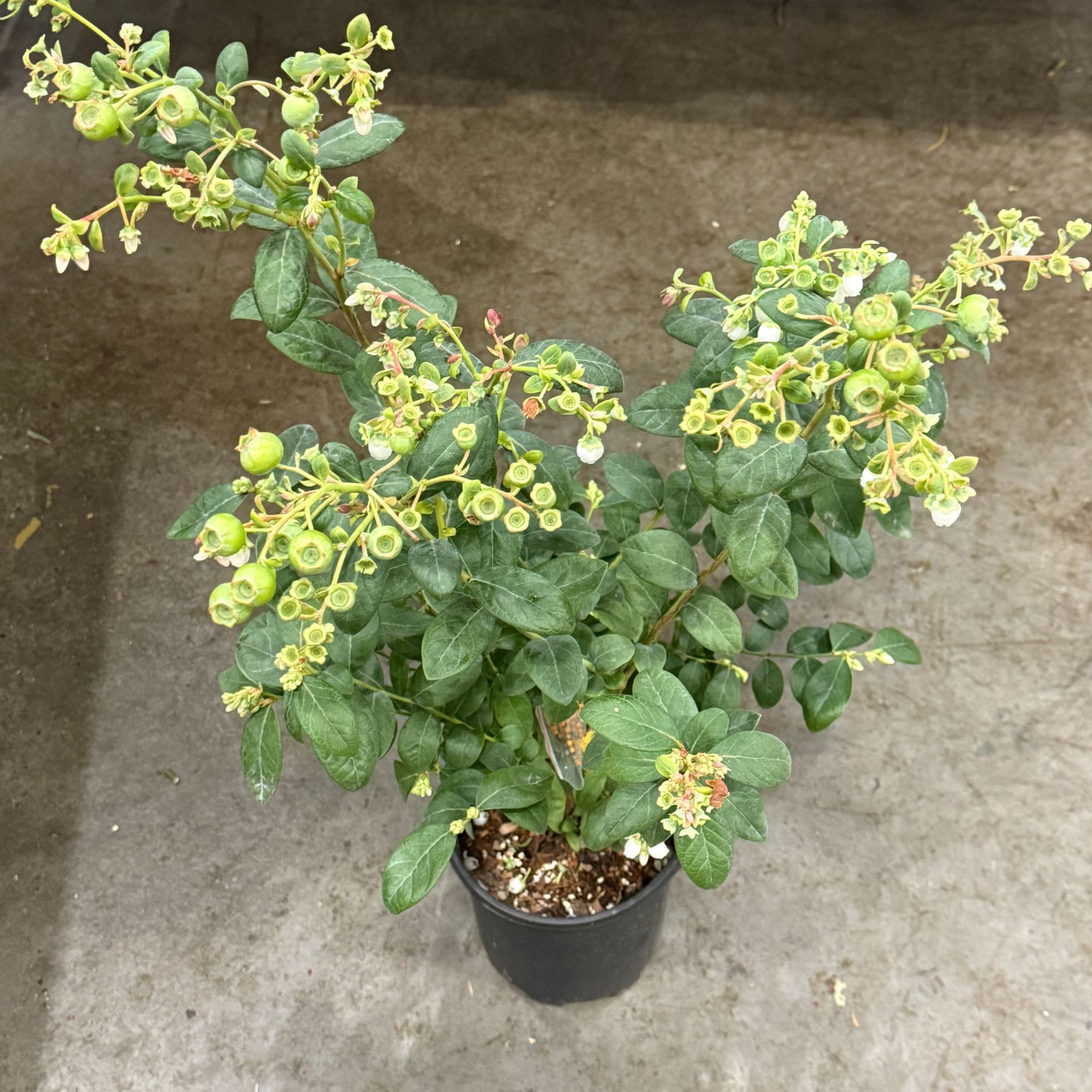 【云舍花卉】1.5加仑F6【蓝莓】盆栽 【一单包邮 不参与鲜花凑单】