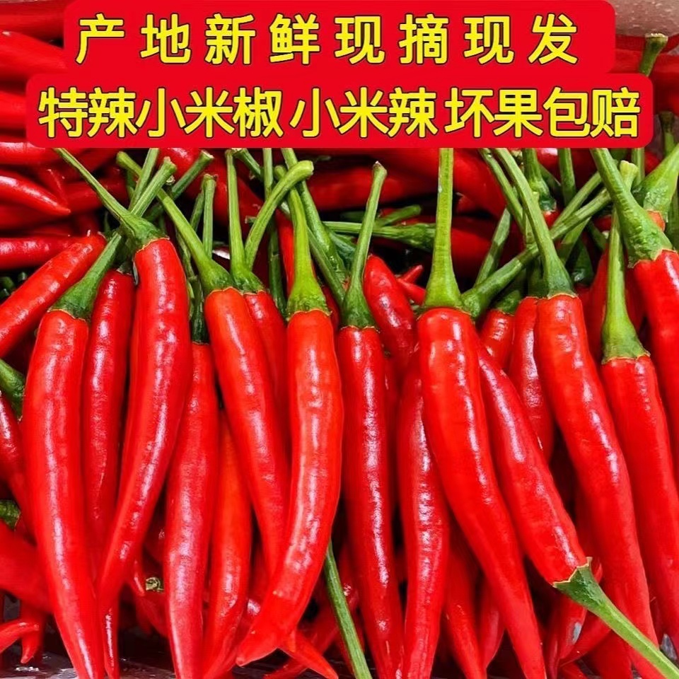 新鲜小米辣小米辣椒小米椒蔬菜小米辣鲜椒新鲜辣椒特辣巨辣红辣椒
