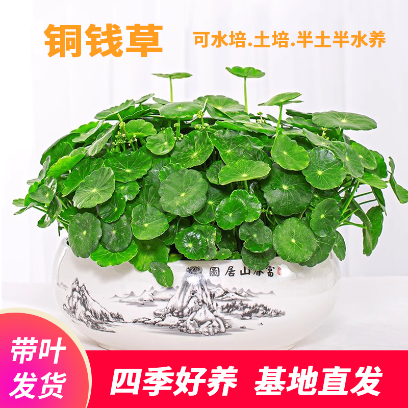 铜钱草水培植物盆栽办公室桌面花卉净化空气好养活绿植鱼缸金钱草