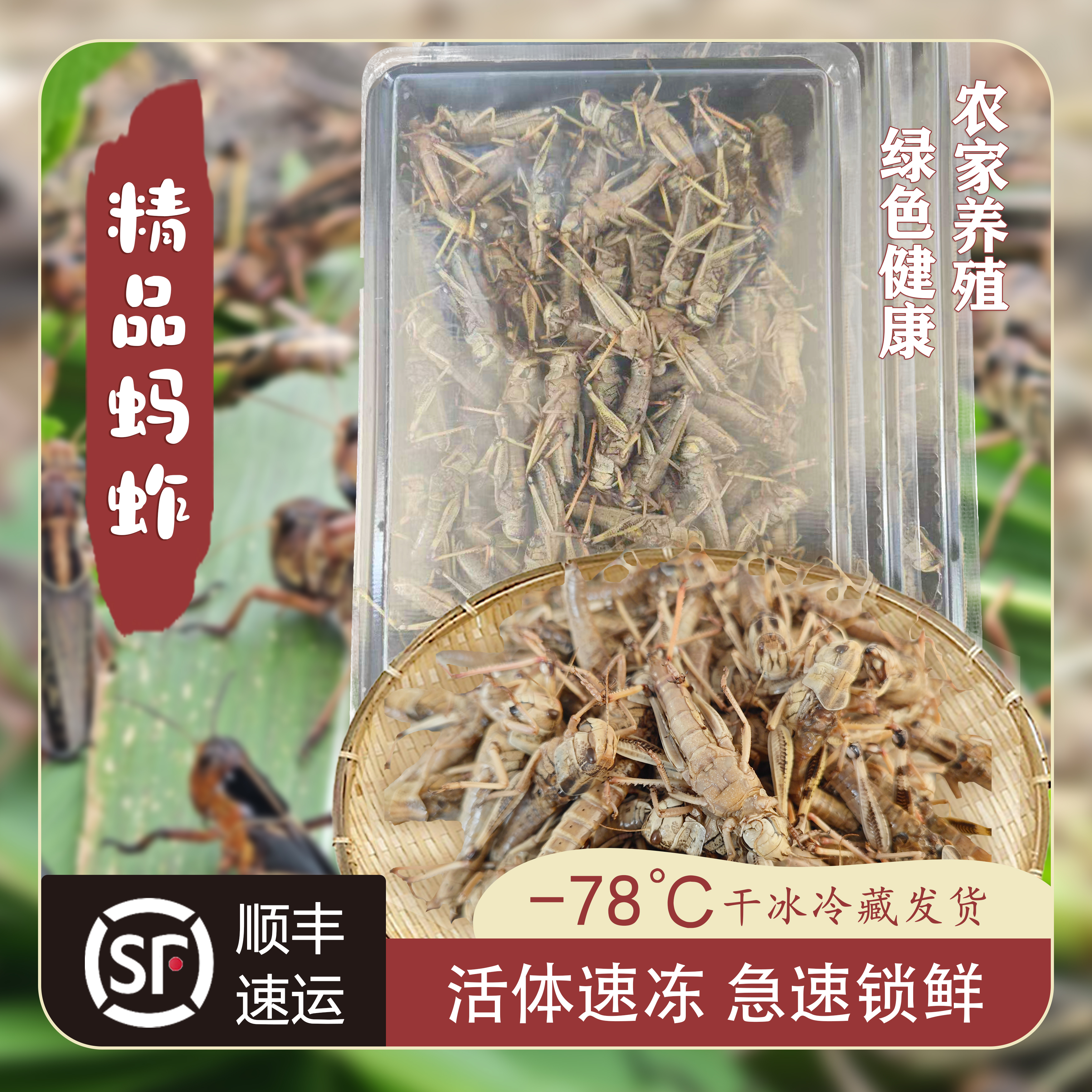 【三只蚂蚱】山东特产精品纯母去翅生鲜速冻蚂蚱农家基地直发