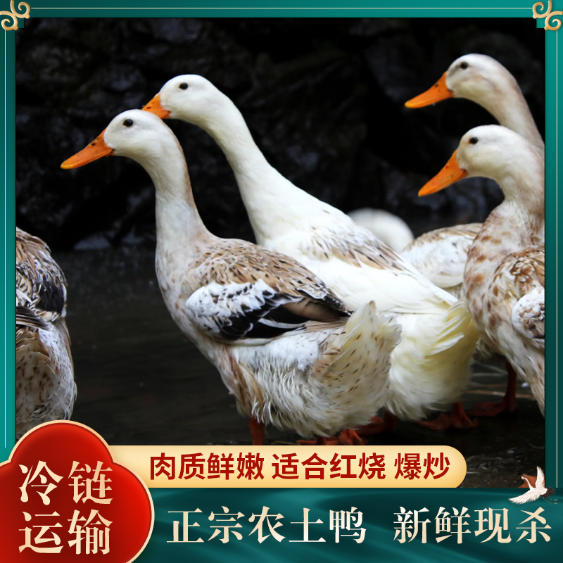 【圆圆家】山东放养100天仔鸭 肉质鲜嫩 净膛发货 2只净重4斤