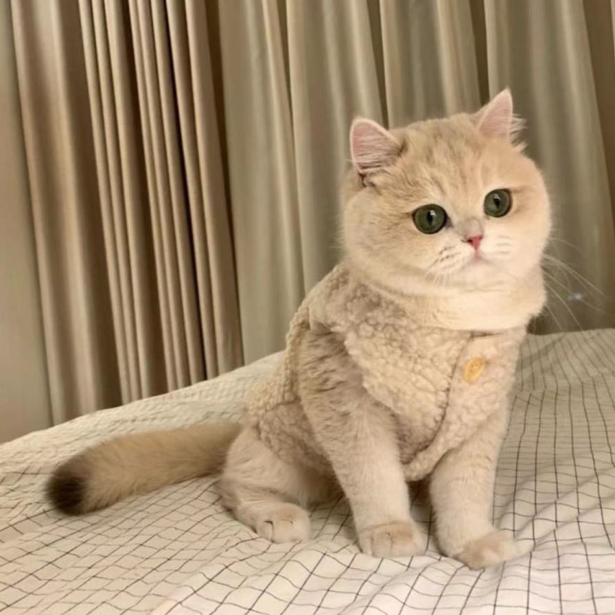 猫咪秋冬装小狗狗保暖羊羔毛马甲加厚棉衣小型犬两脚衣宠物棉马甲
