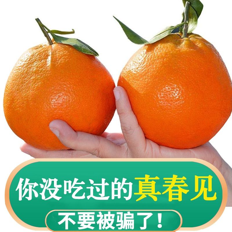 正宗四川眉山春见耙耙柑4.5/8新鲜水果现摘现发包邮香甜爆汁皮薄