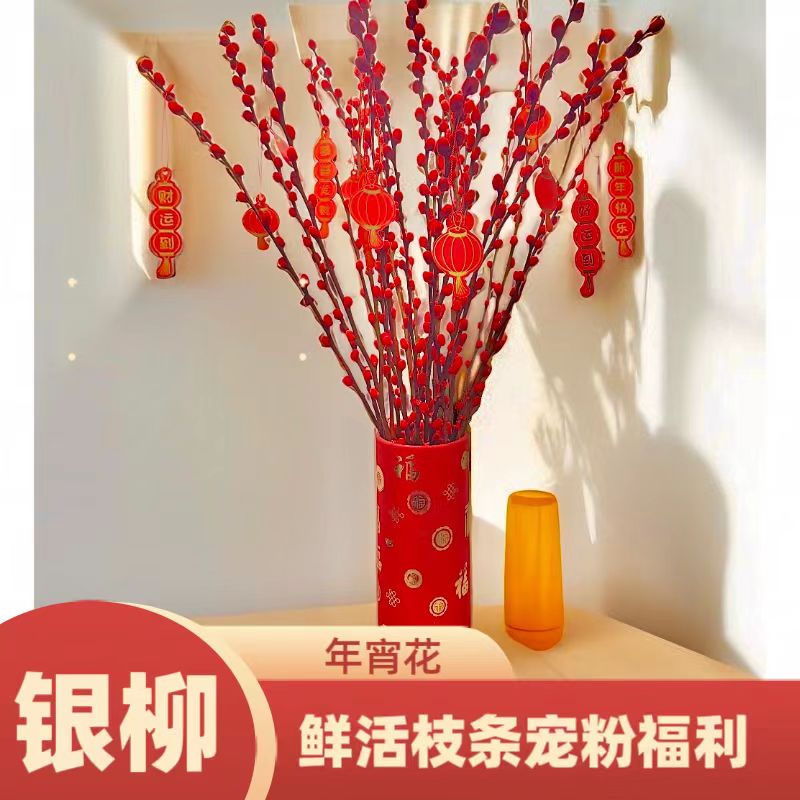 【银柳年宵花20支】带白色花瓶+灯笼卡片+新年卡片