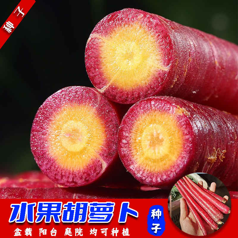 【水果胡萝卜】紫胡萝卜种子阳台可种简单夏季春季蔬菜播种紫色