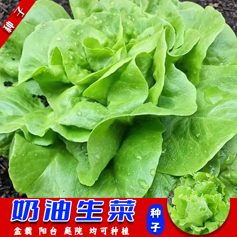 【奶油生菜】种子四季可种阳台花园庭院盆栽可种植柔软香甜大颗