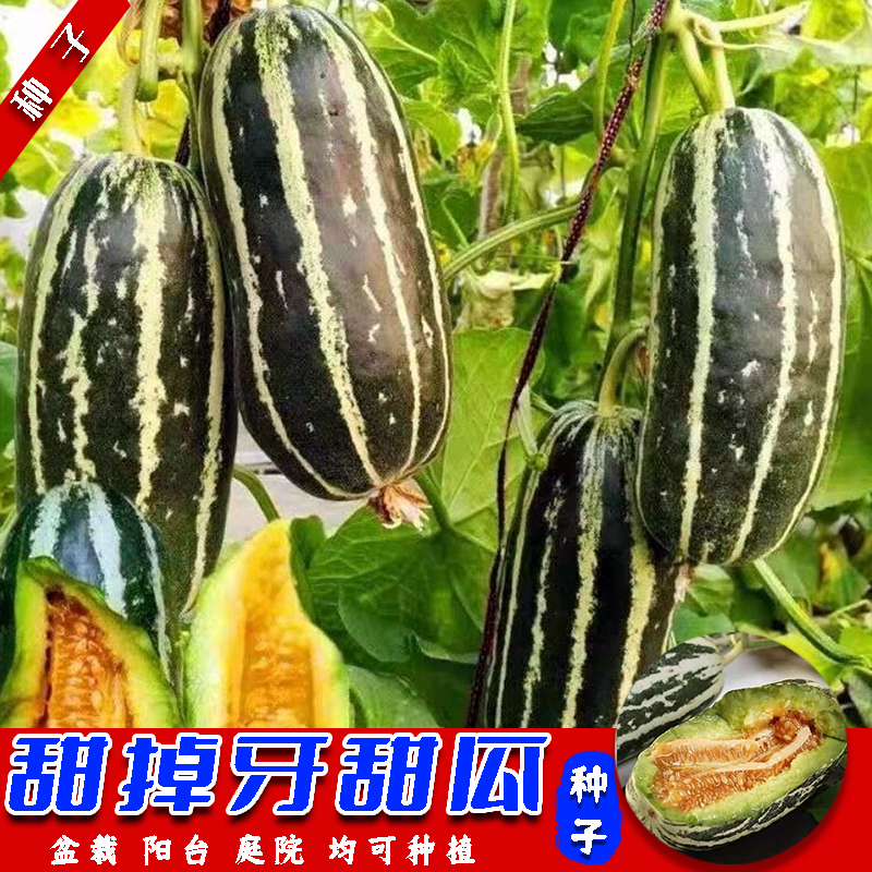 【甜掉牙甜瓜】甜瓜香瓜种子易成活阳台盆栽院子简单夏季春季四季