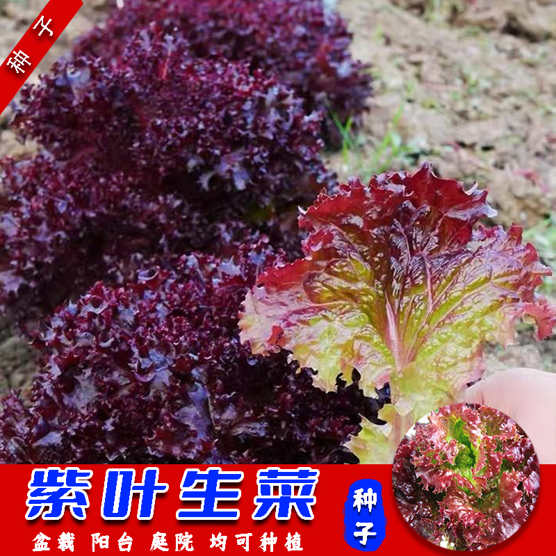 【紫叶生菜】种子紫罗兰生菜四季阳台可种盆栽庭院小院香甜可口