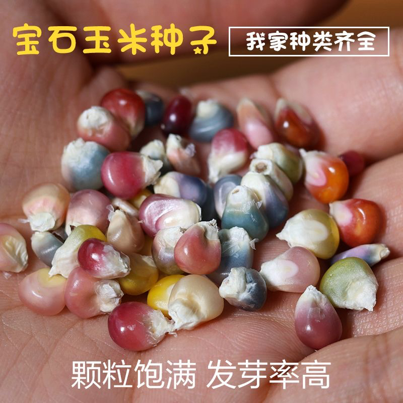 七彩文玩玉米毛料天然玉米血丝天然满粒迷你小玉米