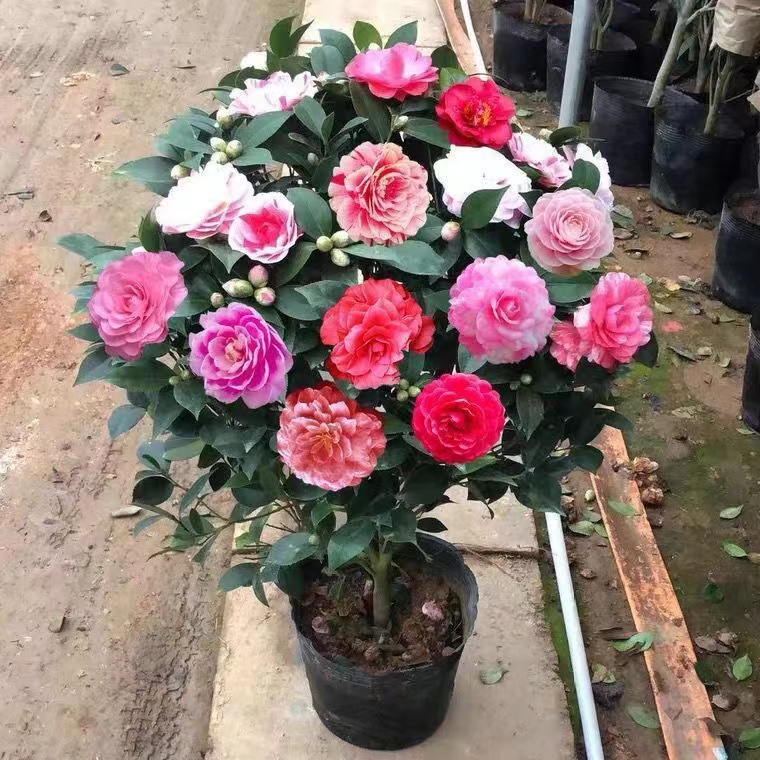 A五色赤丹山茶花苗60-80公分原土球带花苞耐寒年宵花卉当年开花