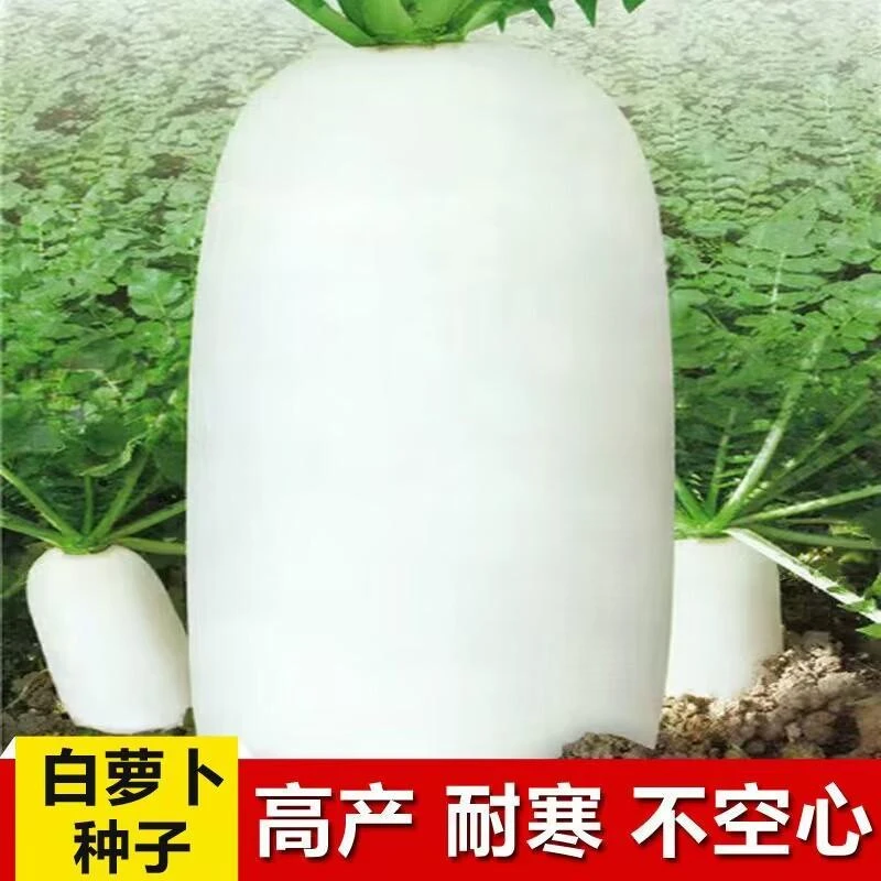 耐高温九斤王白萝卜种蔬菜不空心春不老种特大四季春夏秋季播播种