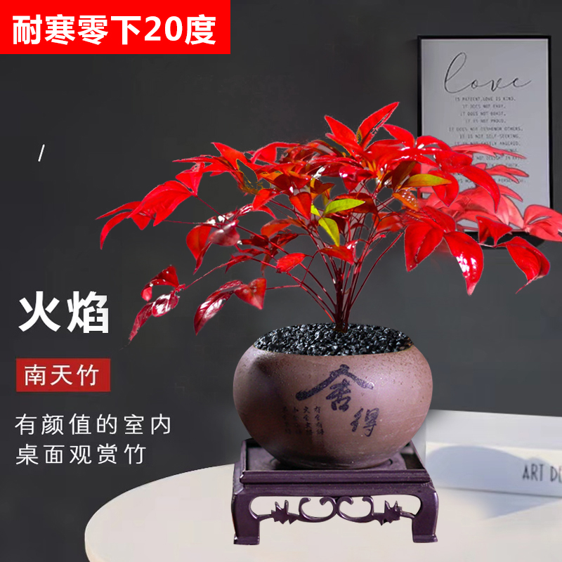 【花伴水】火焰南天竹舍得盆带底座室内桌面客厅摆件Y