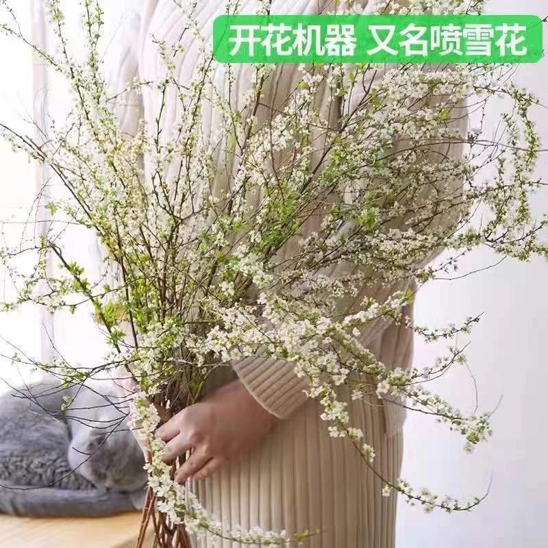 鲜花雪柳遇水开花 干枝雪柳遇水逢春懒人花飘雪花喷雪花包开花...
