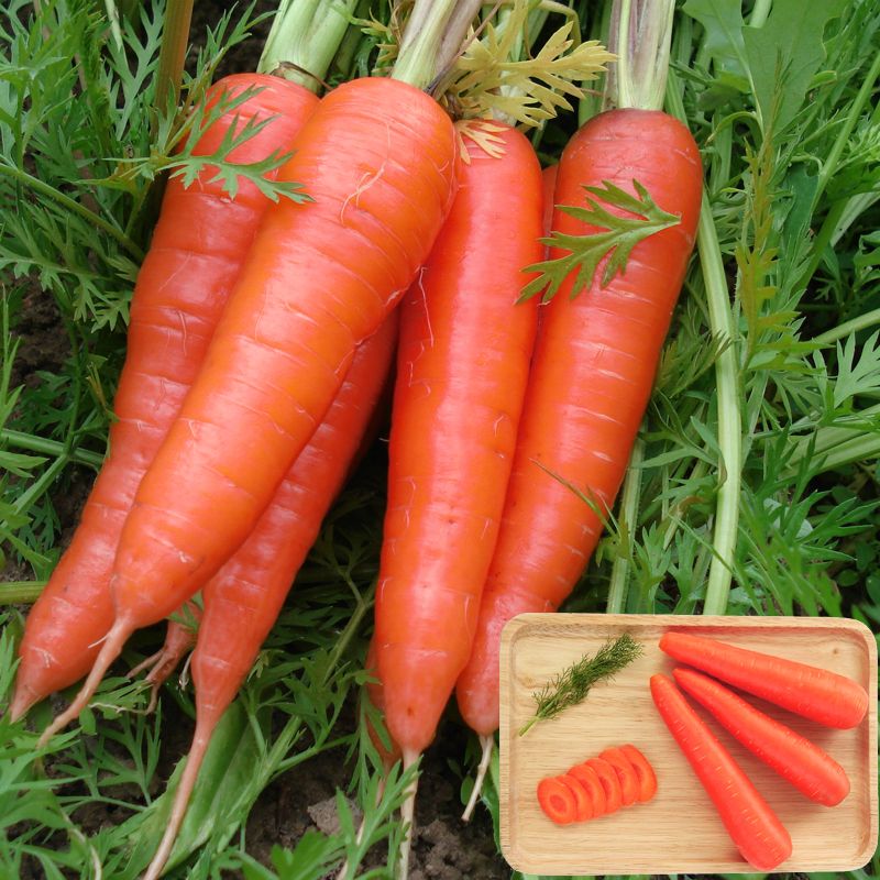 红胡萝卜种子农家甜脆水果萝卜种籽春夏秋季庭院种植蔬菜种孑