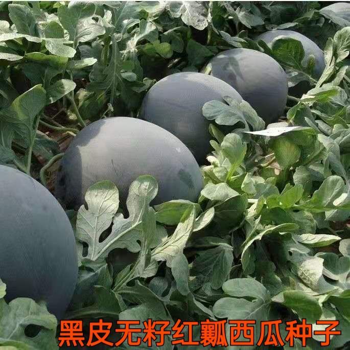 无籽大红西瓜种子耐高温黑皮高产薄皮红心特大西瓜种籽耐高温