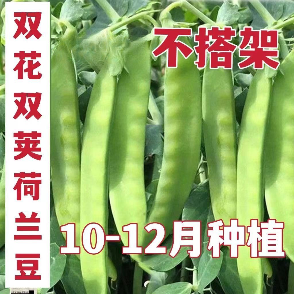 软荚荷兰豆种子摘不败矮生双花双荚菜豌豆高产免搭架农家蔬菜种子