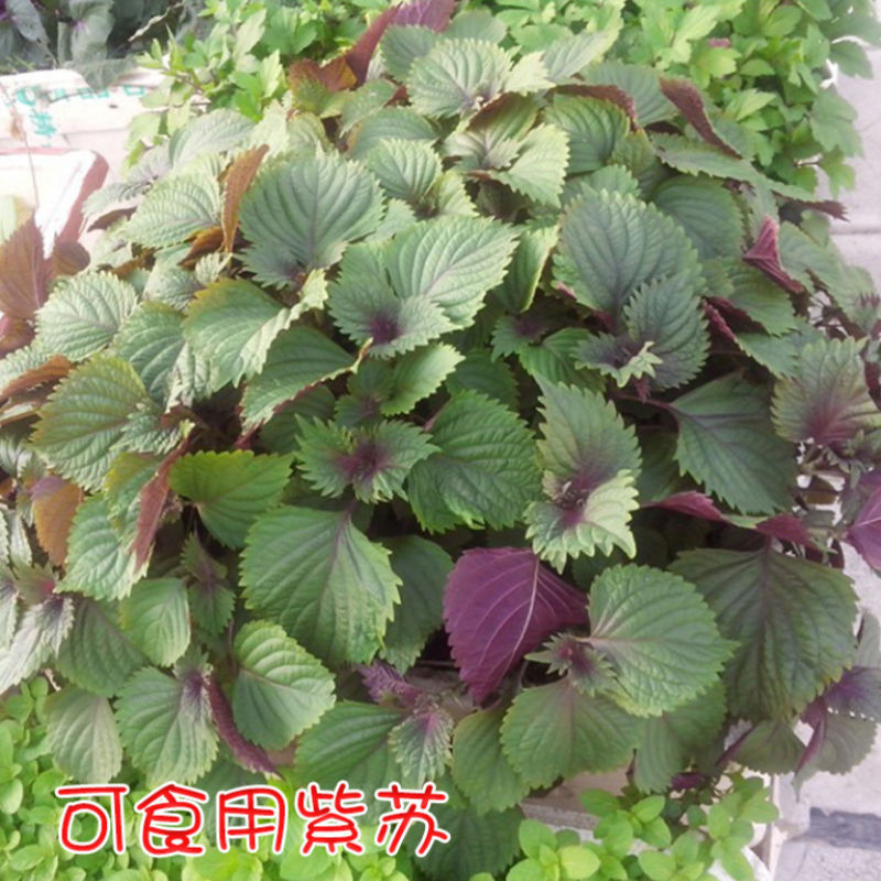 紫苏叶四季野生大叶双面紫苏蔬菜食用野菜去腥提鲜好帮手