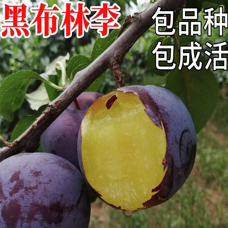 黑布林李子树苗南北方地栽特大果苗盆栽嫁接甜脆脱骨果树当年结果