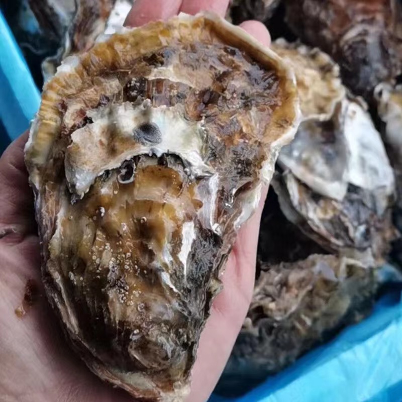 精品乳山生蚝顺丰 5-6两 大个头包邮包活