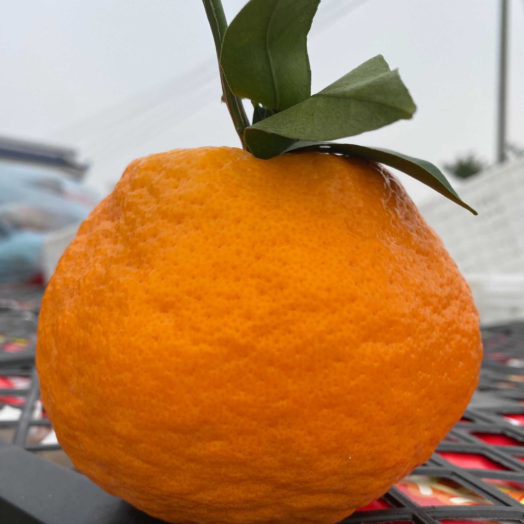zf【正宗四川春见耙耙柑】饱满香甜多汁新鲜水果果粒粑粑柑皮薄饱