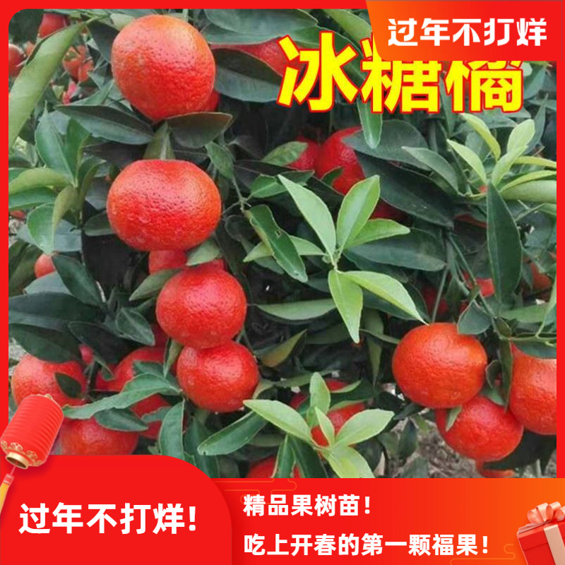 冰糖桔树苗 柑桔树苗 沙糖桔苗 柑橘子苗 南方种植 果树苗 嫁接苗