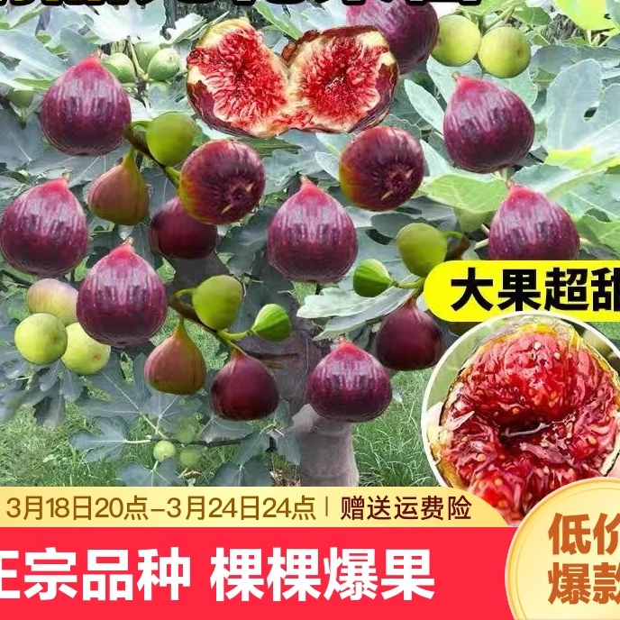 无花果盆栽地栽波姬红布兰瑞克紫果南北方矮化盆栽绿植