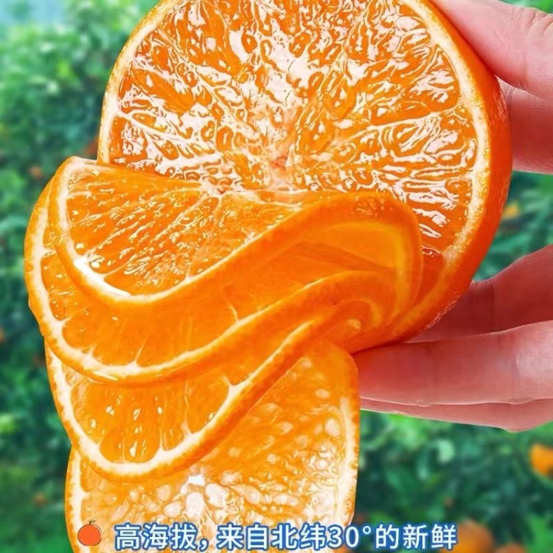 【曙光专属】眉山现摘爱媛38号果冻橙4.5/5/8斤
