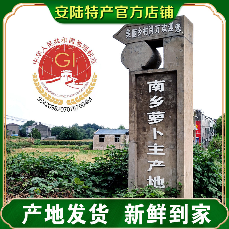 正宗安陆地理保护产品安陆特产南乡萝卜水分充足脆嫩微甜