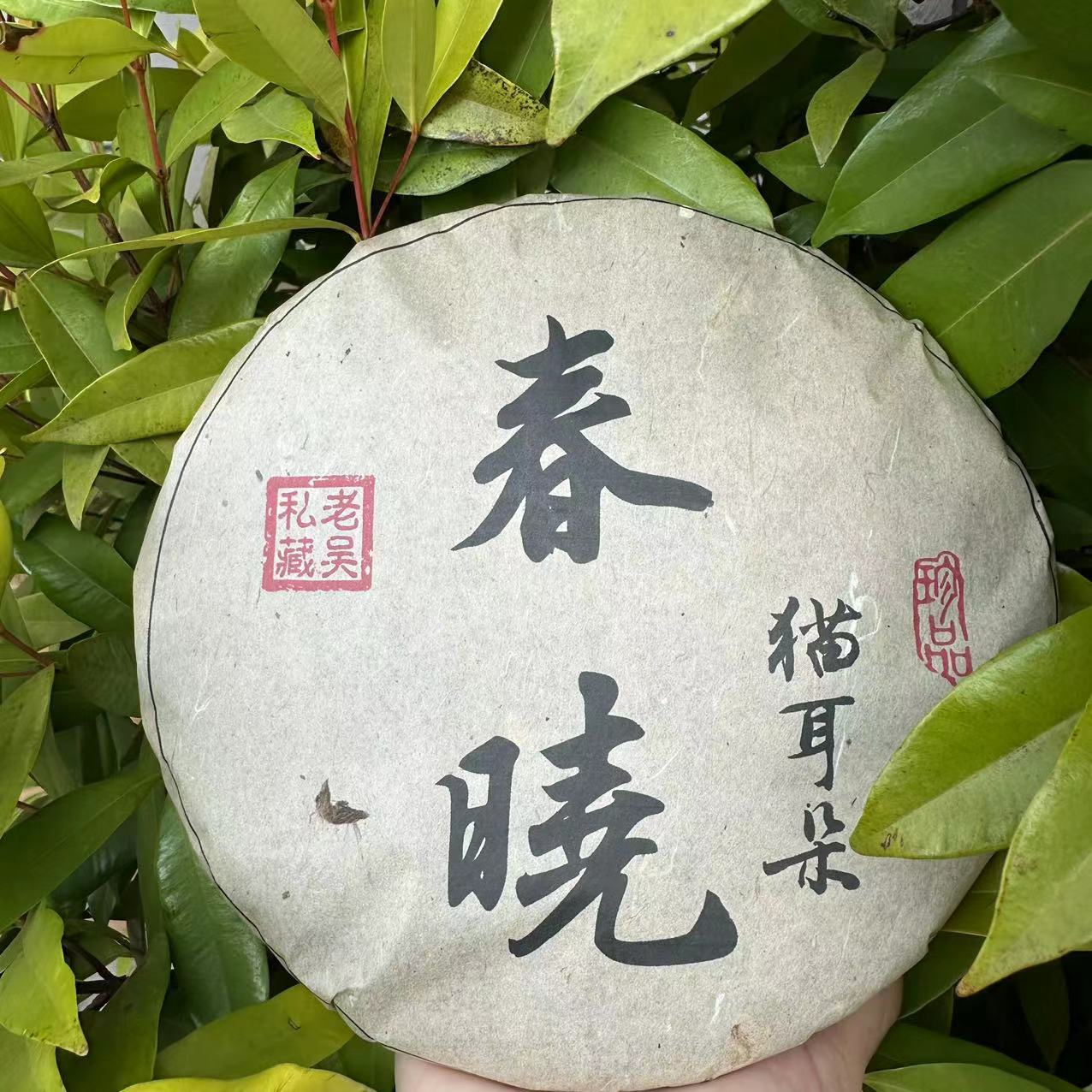 雨腾古茶  老吴私藏春晓猫耳朵古树普洱茶357g/饼 生茶