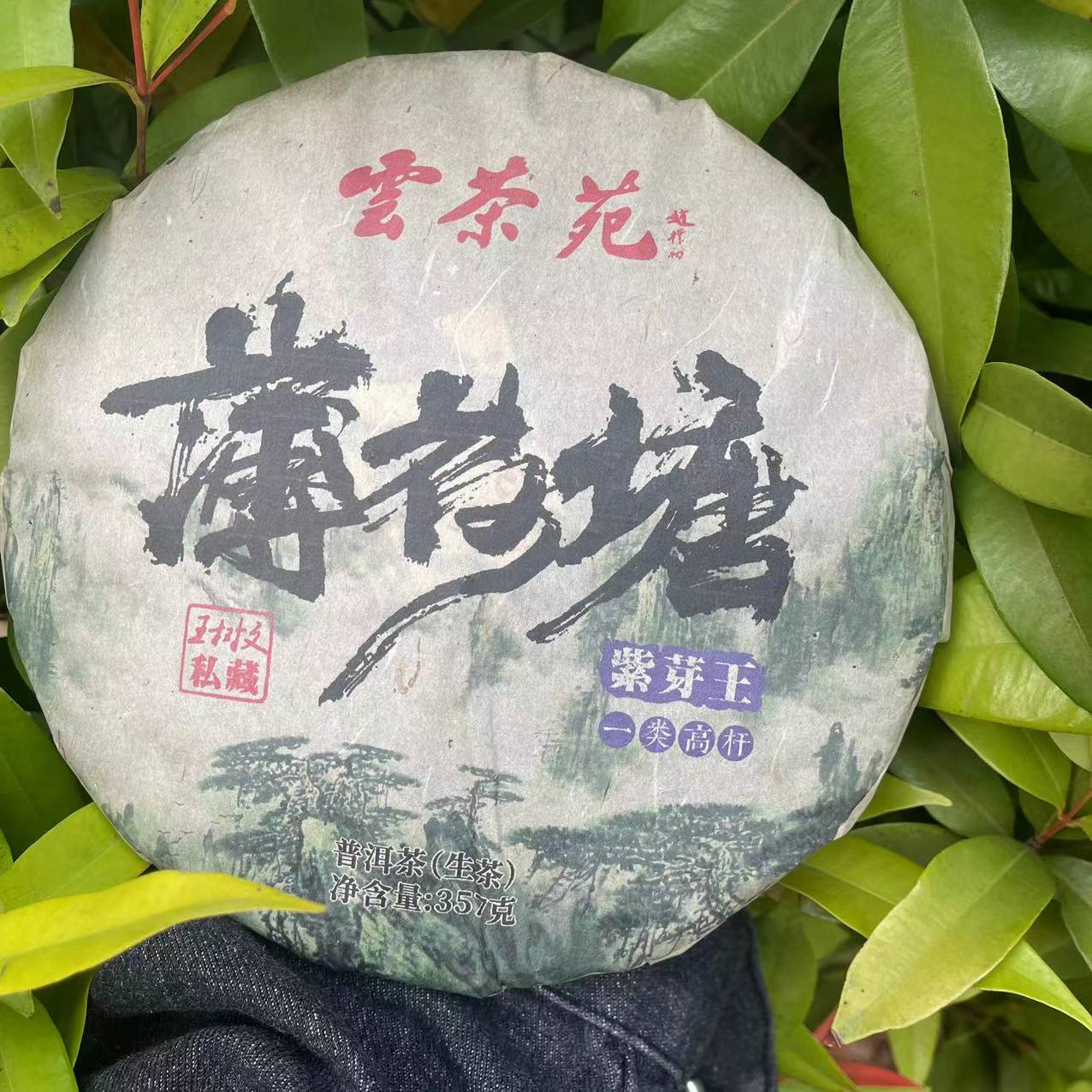 雨腾古茶 腊八节福利薄荷塘一类高杆紫芽王普洱茶357g/饼 生茶