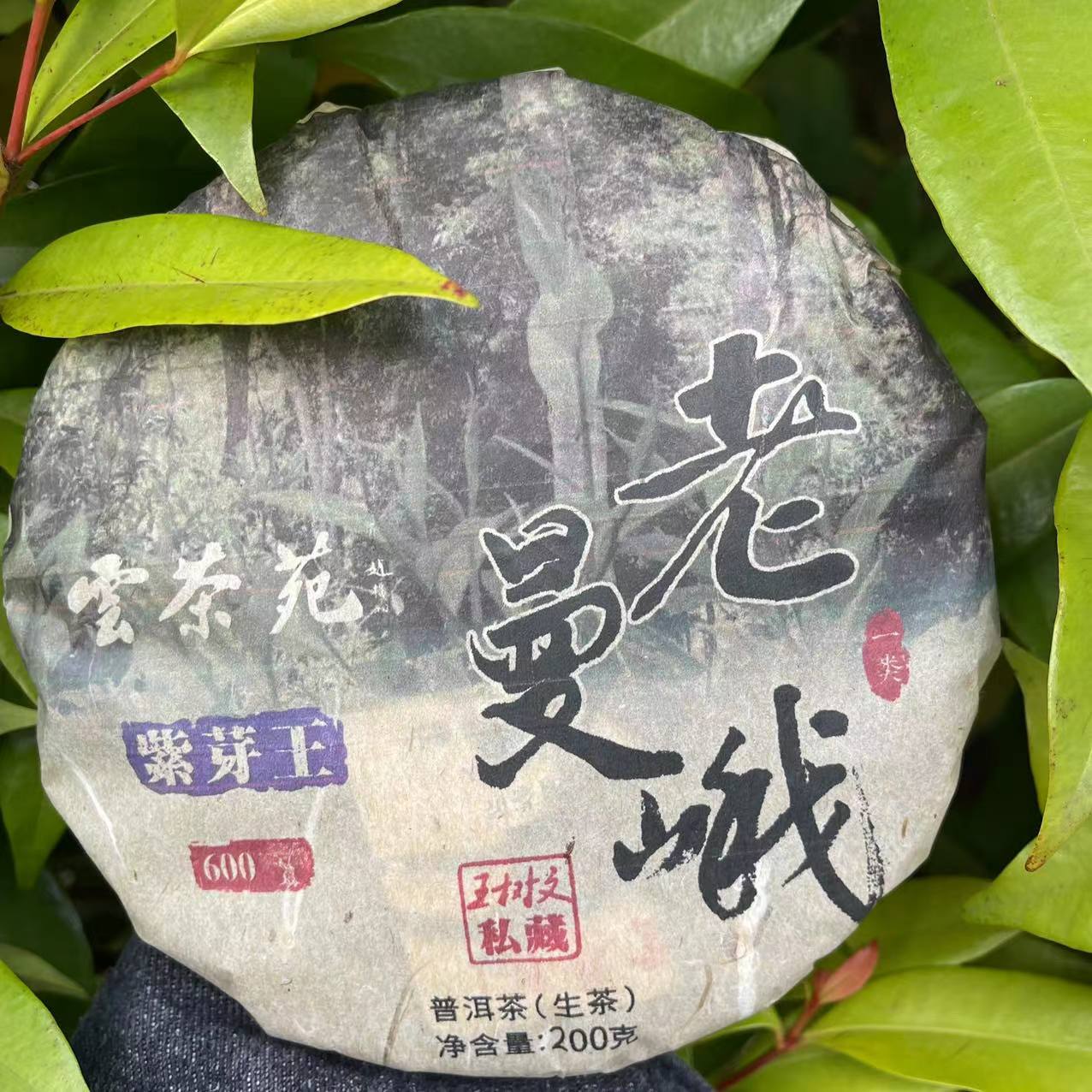 雨腾古茶 雲茶苑WSW私藏老曼峨一类紫芽王古树普洱茶200g/饼 生茶