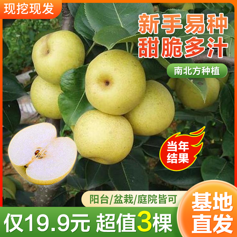 【19.9元3棵】梨树特大嫁接活苗阳台盆栽地栽南北方种植当年结果