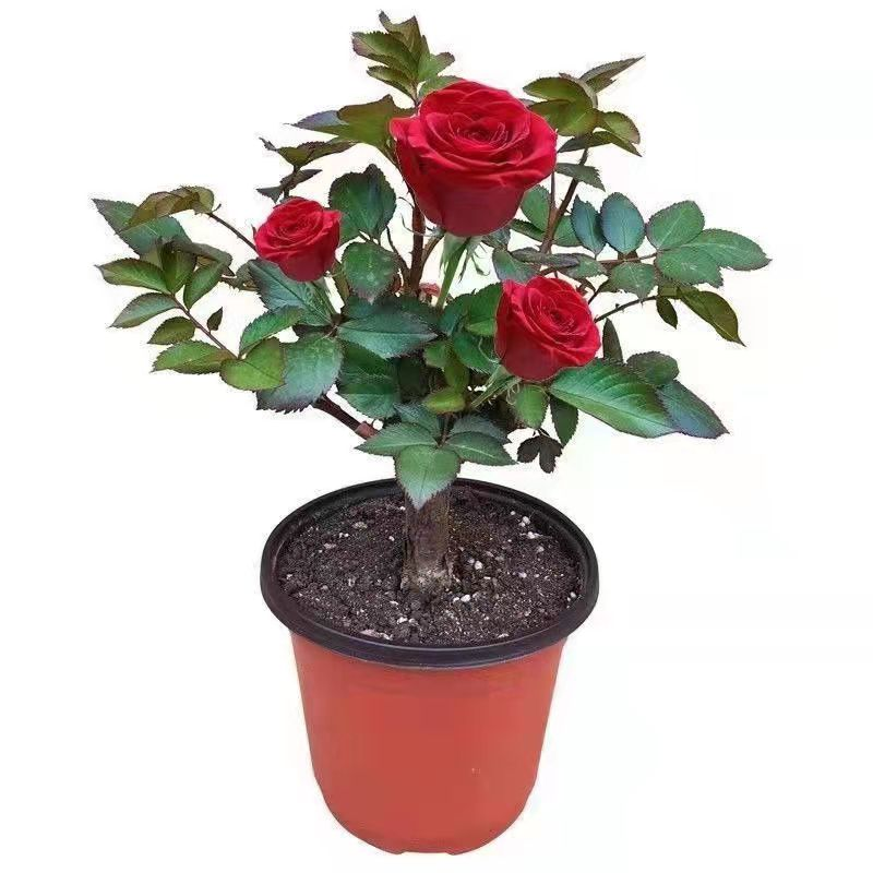 耐寒浓香型玫瑰花苗四季开玫瑰盆栽花观花绿植庭院室内外花卉阳台