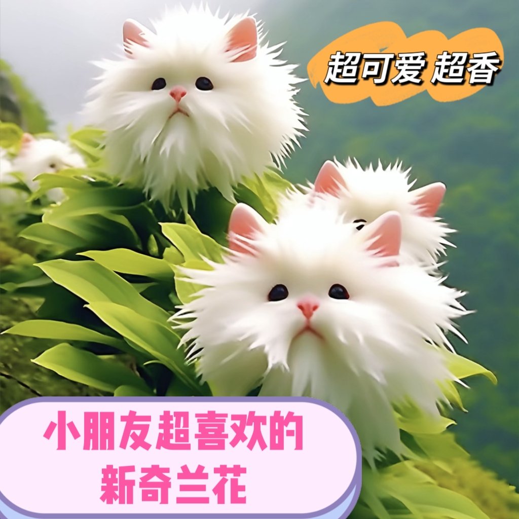【不对种包退】新品浓香猫脸花卉绿植盆栽冬天花开好养耐寒耐热阳台