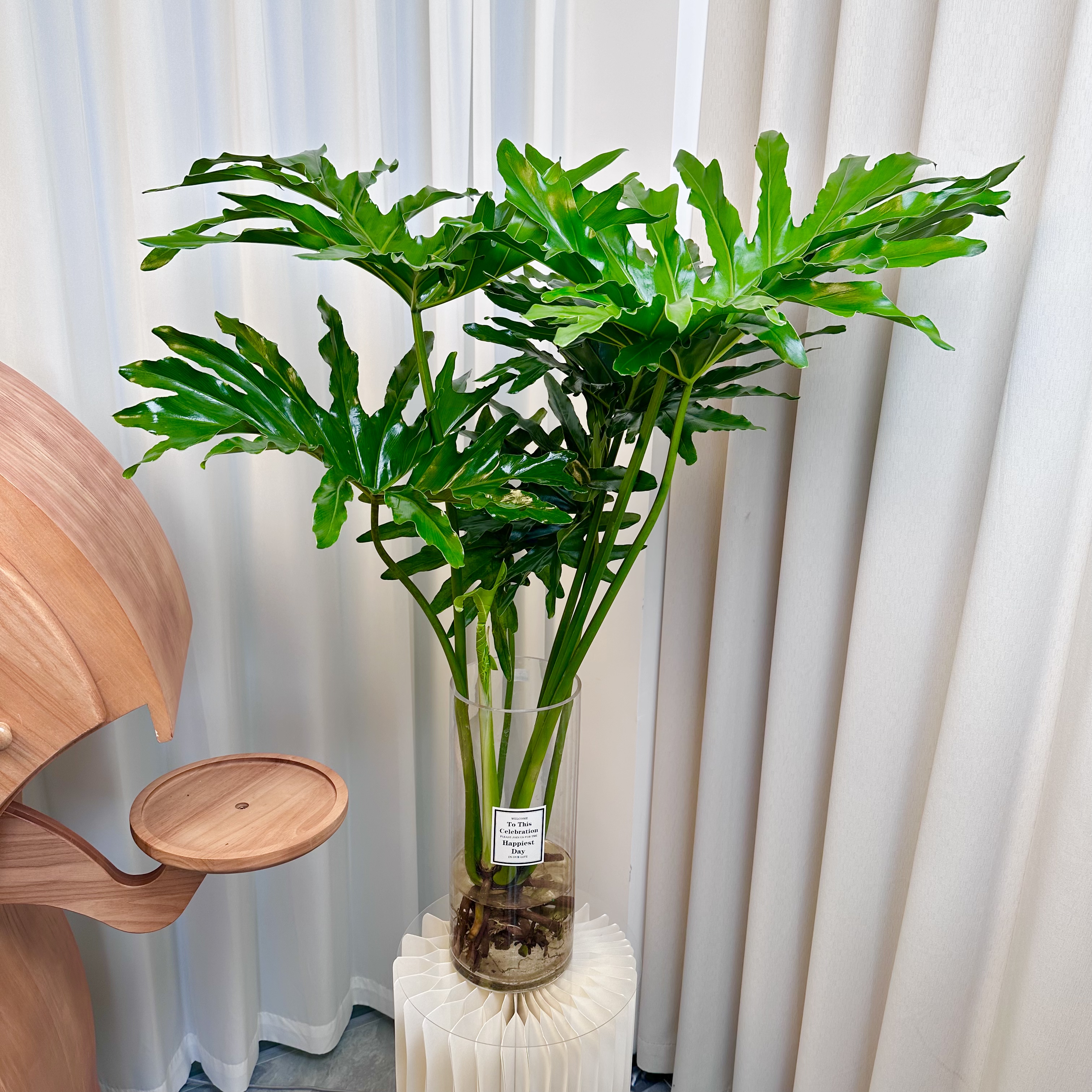 春羽60-70公分，老桩龙鳞春羽水培绿植室内客厅盆栽高级感蔓绿绒