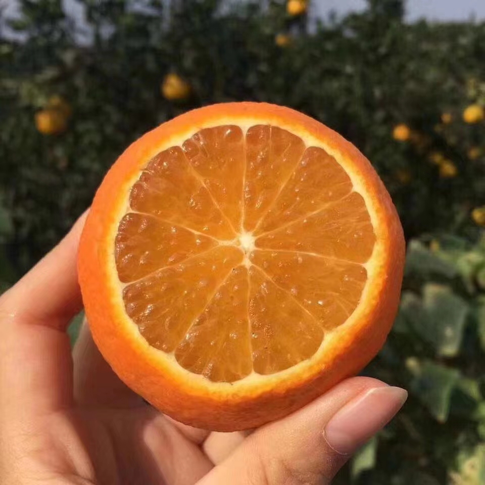 【爆汁可口】正宗爱媛38号果冻橙酸甜可口果园直发皮薄肉多4.5斤